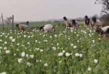 পুলিশি অভিযানে পর্দাফাঁস বেআইনি পোস্ত চাষের