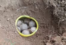 উদ্ধার তাজা বোমা