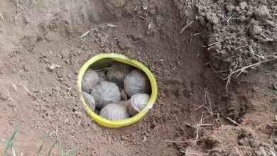 উদ্ধার তাজা বোমা