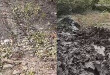 রাতের অন্ধকারে ম্যানগ্রোভ গাছ টাকার অভিযোগ