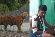 ফের মধু সংগ্রহে গিয়ে বাঘের আক্রমণের মুখে মৌলী
