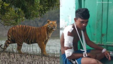ফের মধু সংগ্রহে গিয়ে বাঘের আক্রমণের মুখে মৌলী
